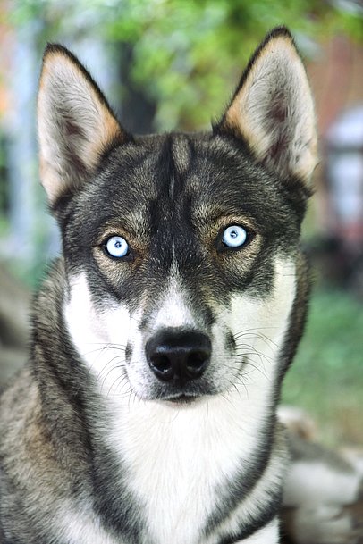 Husky-Kopf Husky-Kopf