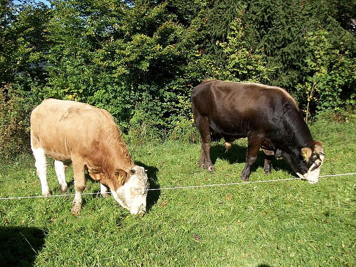 Mutterkühe am Zehrer
