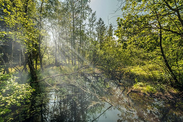 Sonnenstrahlen brechen durch Blätter und treffen einen Teich