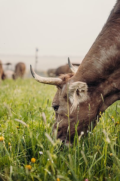 Kuh frisst Gras auf der Weide 