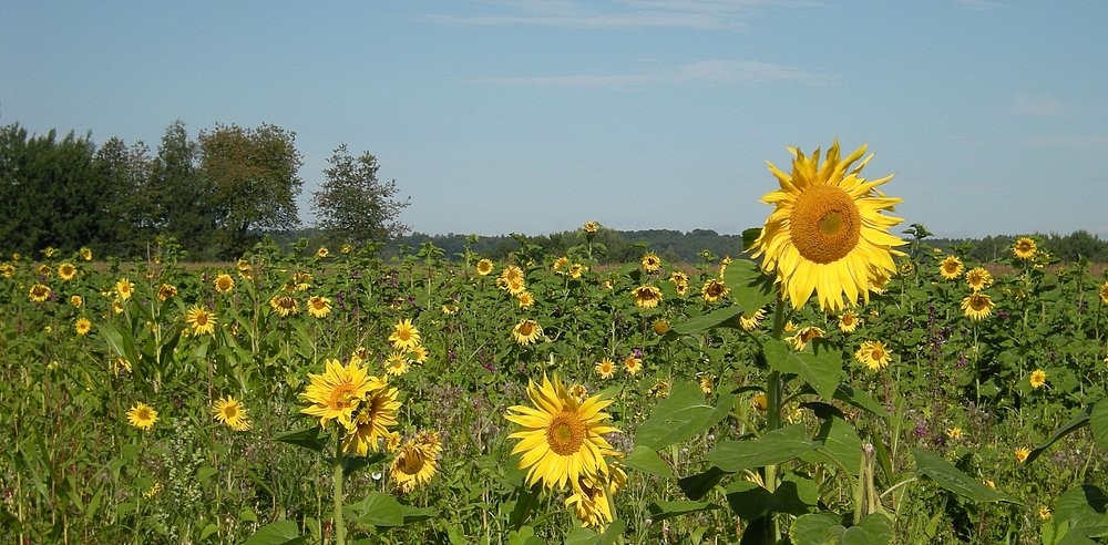 Sonnenblumenfeld