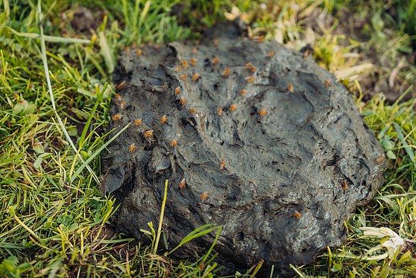 Kuhfladen als Dung auf der Weide