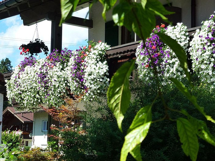 Blumenpracht