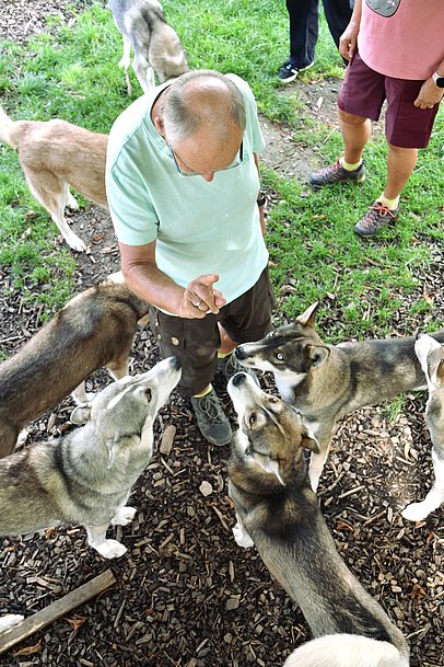 Mann gibt ein Kommando, Huskys im Kreis um ihn sehen ihn an Mann gibt ein Kommando, Huskys im Kreis um ihn sehen ihn an