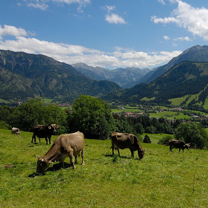 Kühe grasen auf dem Gailenberg oberhalb von Bad Hindelang, im Hintergrund die Berge