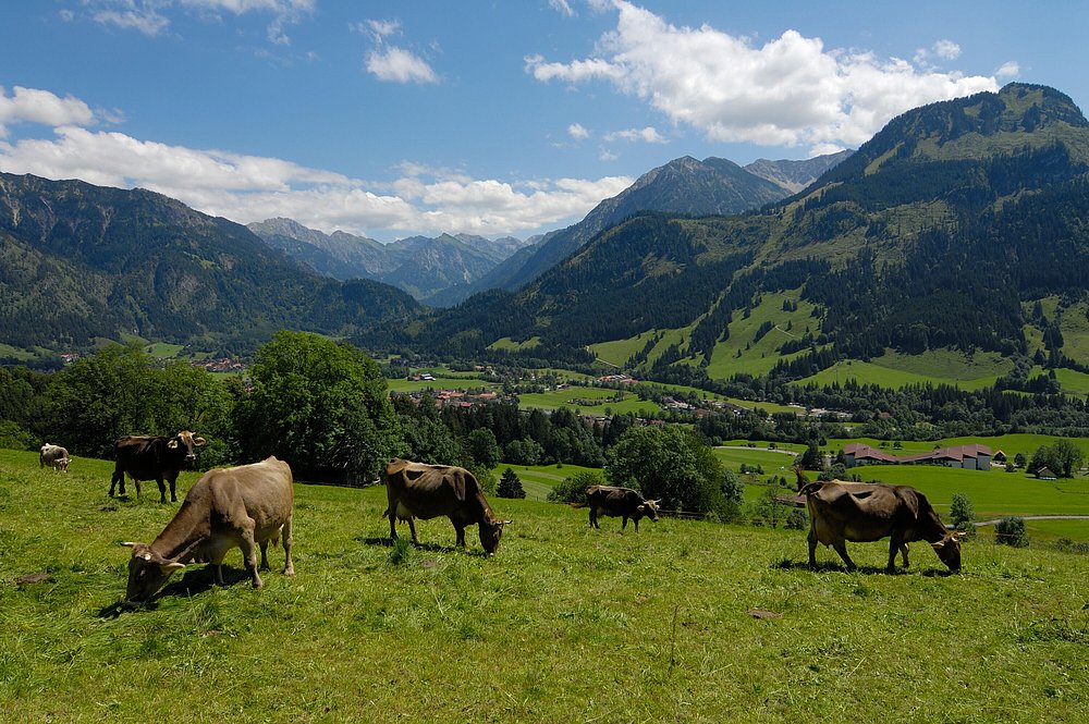 Kühe grasen auf dem Gailenberg oberhalb von Bad Hindelang, im Hintergrund die Berge