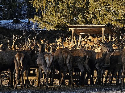 Hirsche an einer Futterstelle Hirsche an einer Futterstelle
