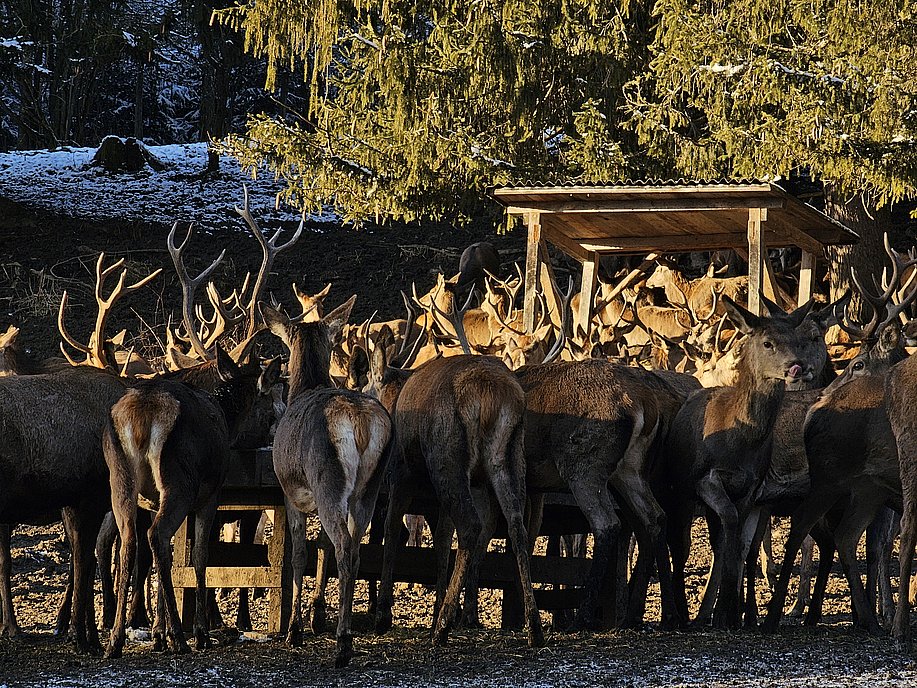 Hirsche an einer Futterstelle