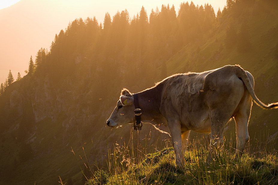 Allgäuer Jungvieh auf Bergweide im Sonnenschein