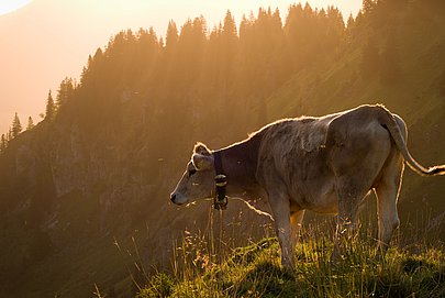 Allgäuer Jungvieh auf Bergweide im Sonnenschein