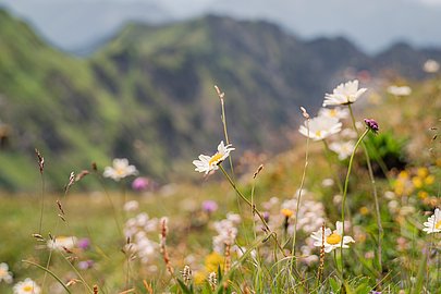 Blumen am Nebelhorn