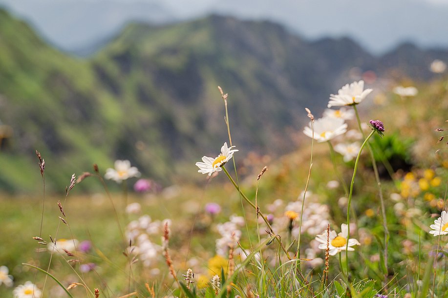 Blumen am Nebelhorn