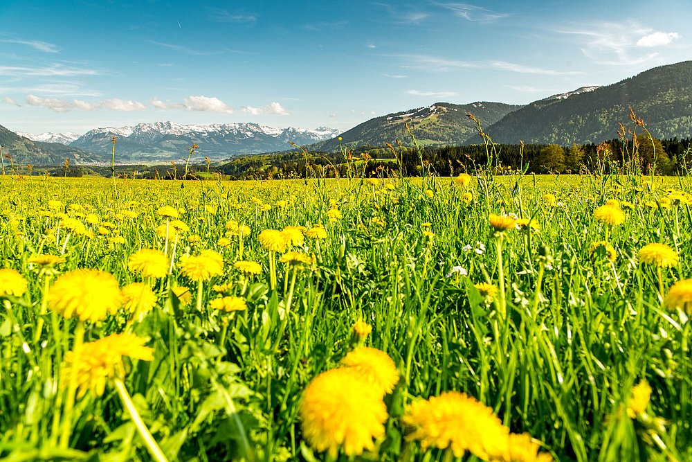 Löwenzahnwiese vor dem Hintergrund der Allgäuer Berge