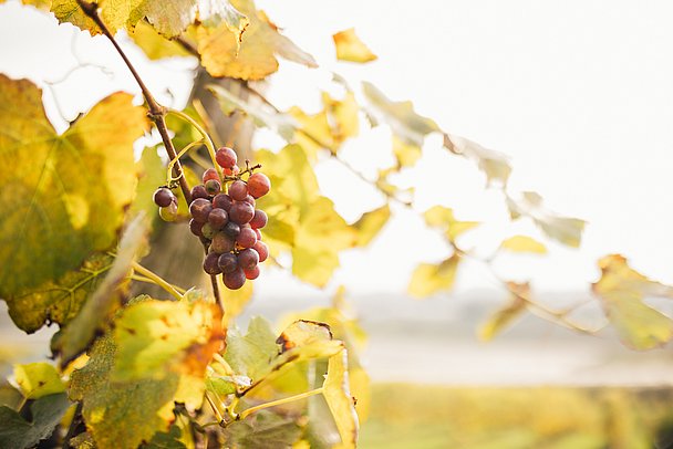 reife Weintrauben an Reben im Herbst