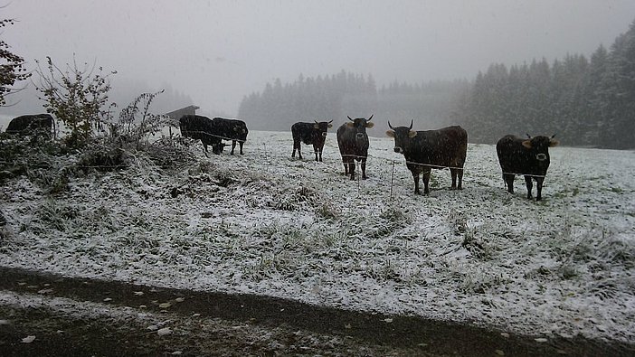 Wintereinbruch