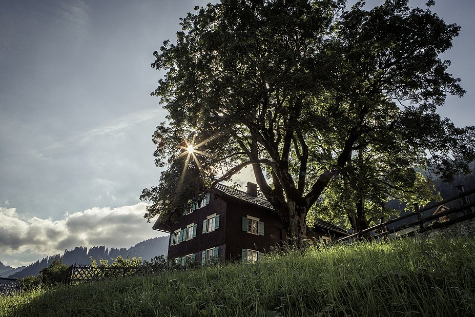 Traditionelles Walserhaus unter einem großen Laubbaum