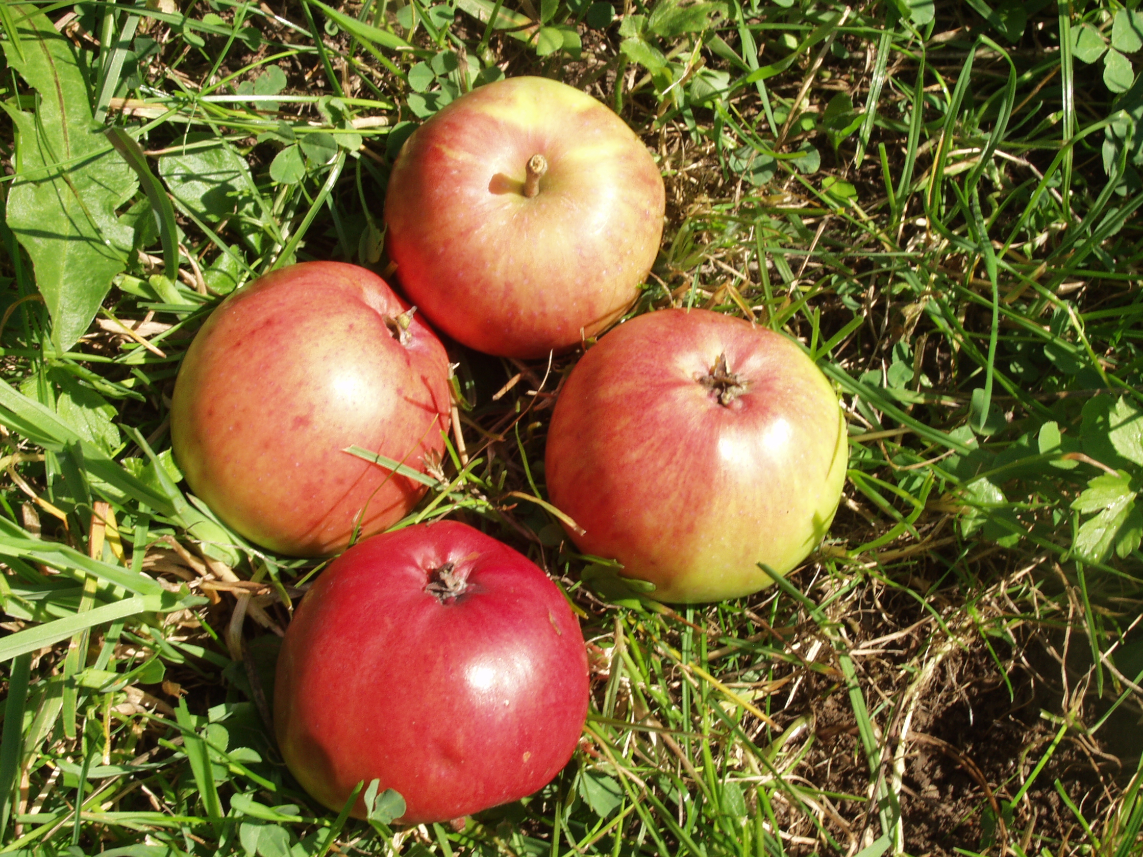 Alte Allgäuer Apflesorte - Der Jakobacher