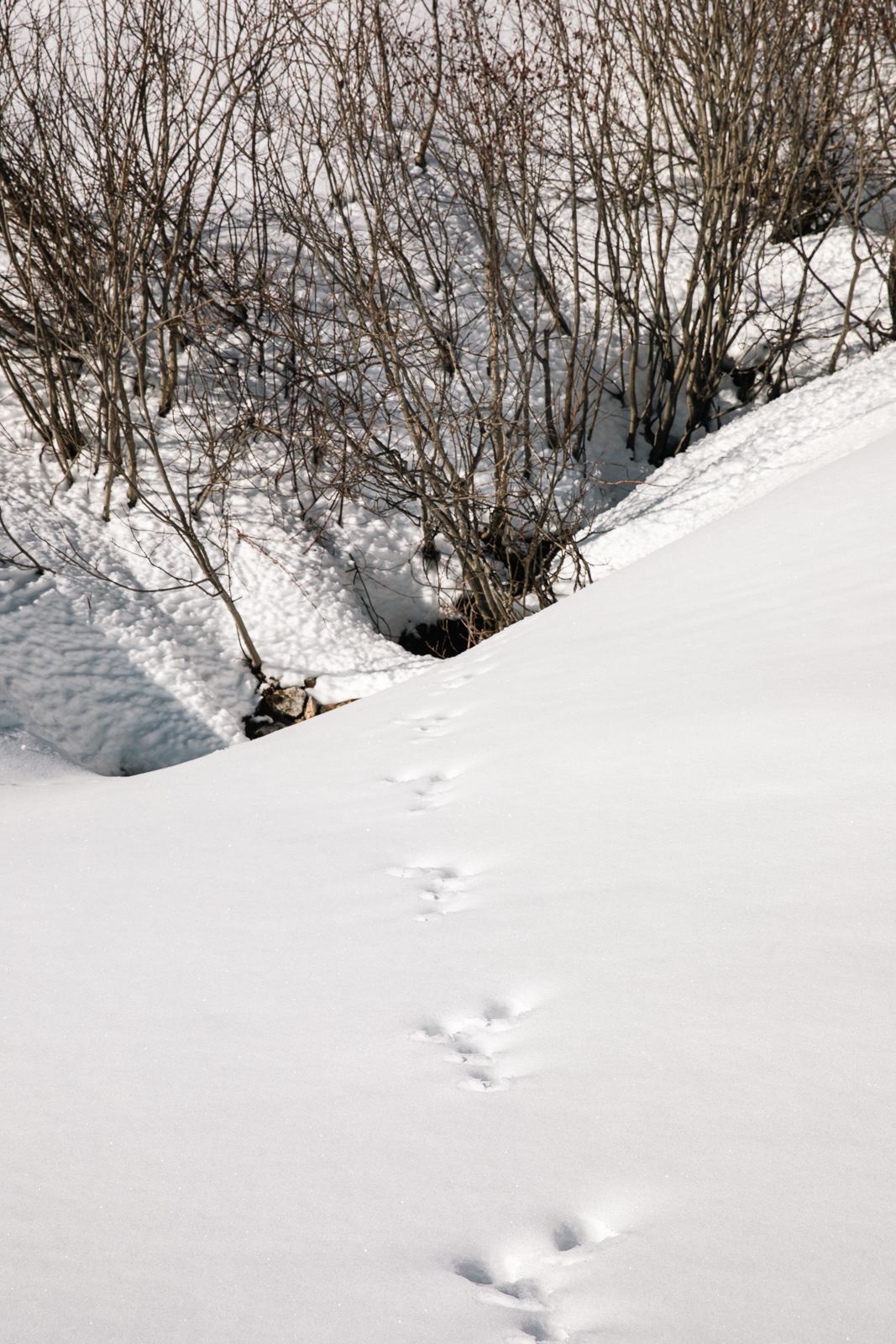 Spuren schlängeln sich durch den Schnee in Grasgehren. Gemeinsam mit Rangerin Britta Löw lernen wir die Spuren zu entdecken und zu deuten