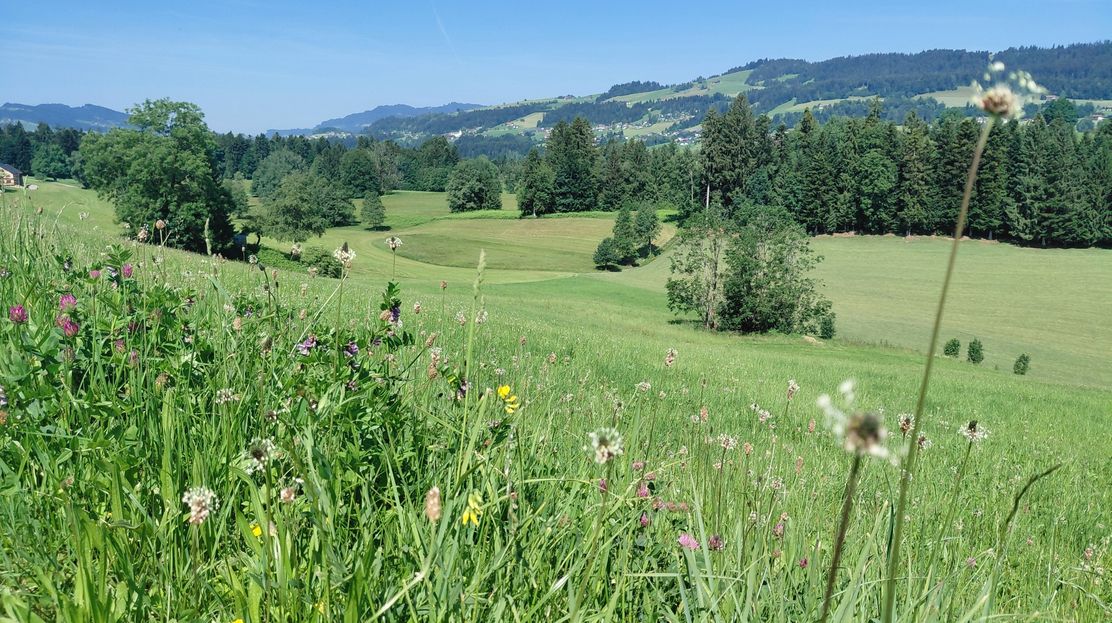 Salgenreuter Moor