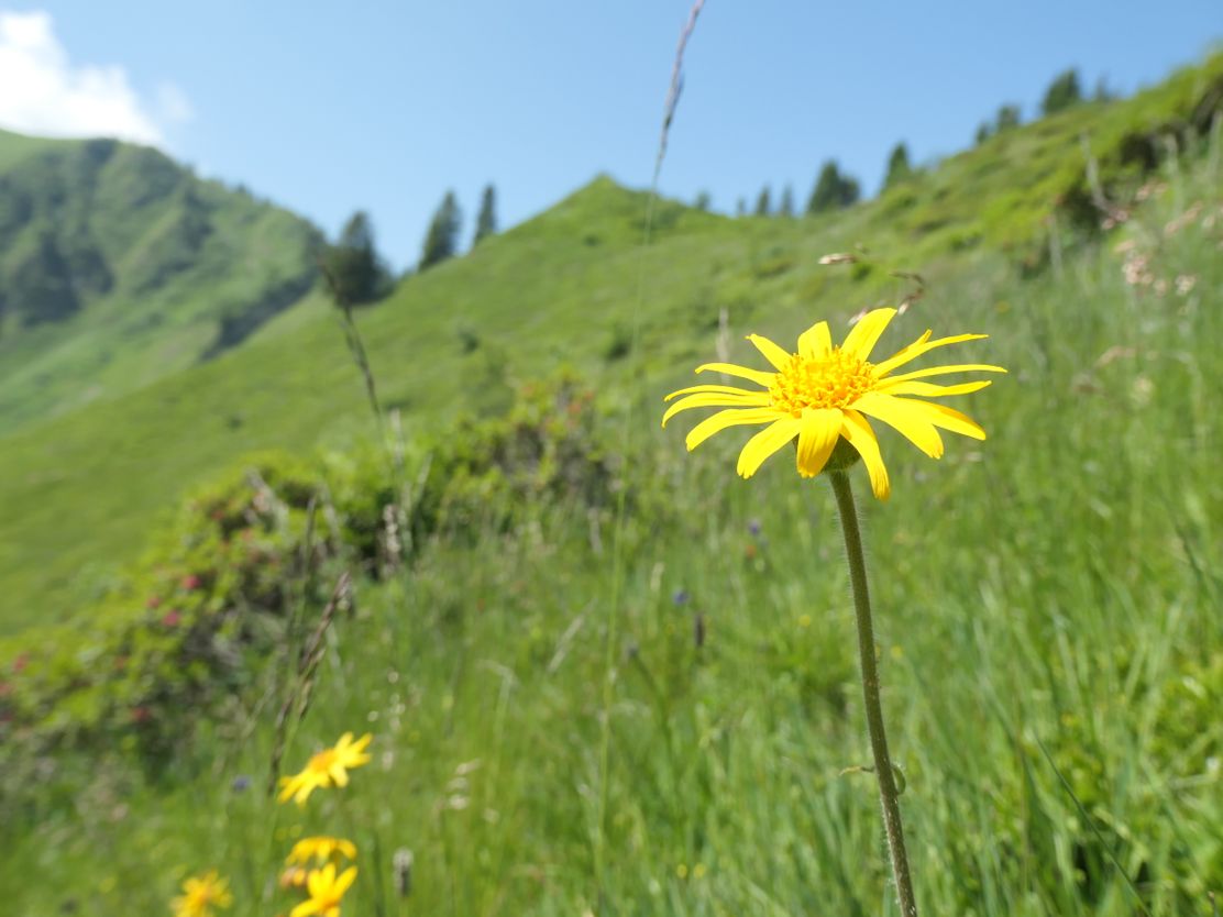 Sölleralp