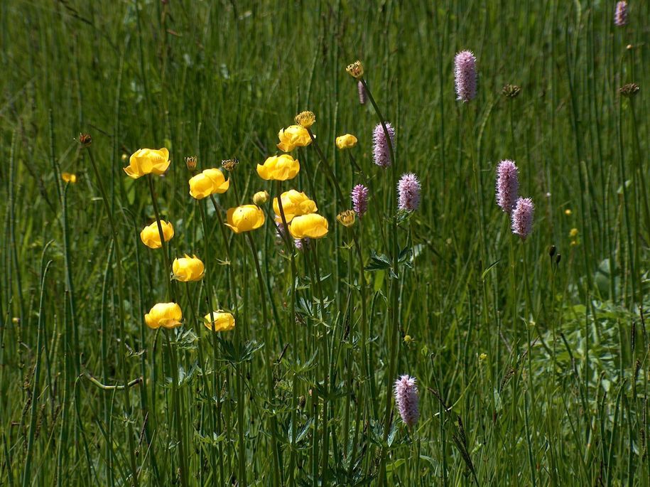 Feuchtwiesenblüten