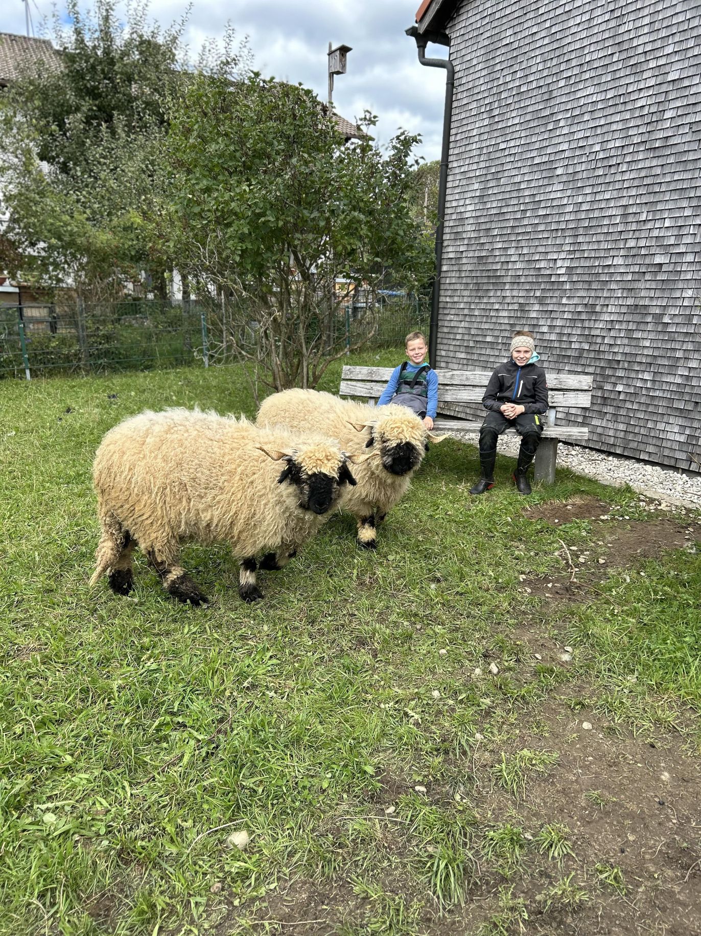 Unsere Schafe Oskar und Fridolin