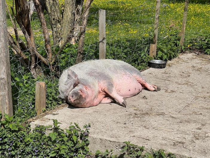 Sonnenbrandschwein