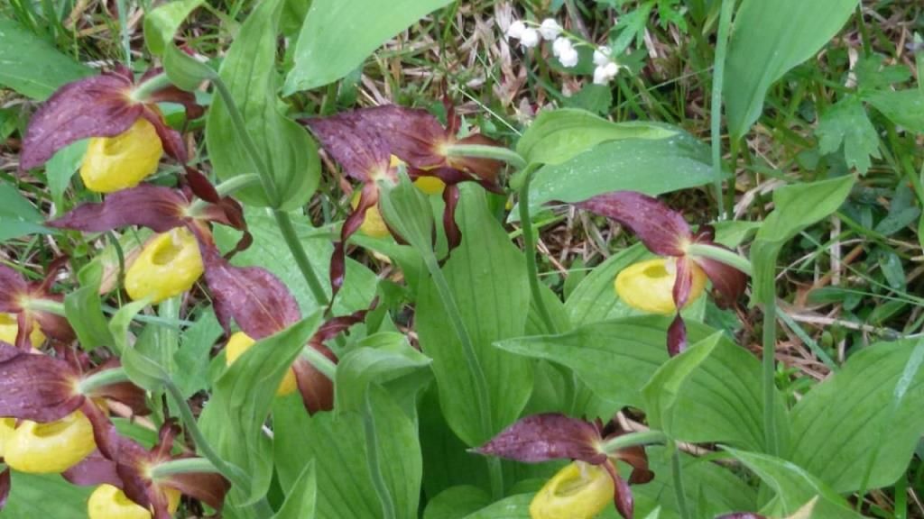 k-IMG-20180515-WA0046