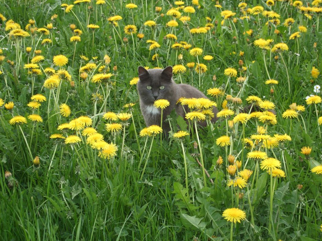 Tiere  Fasching 2009 188