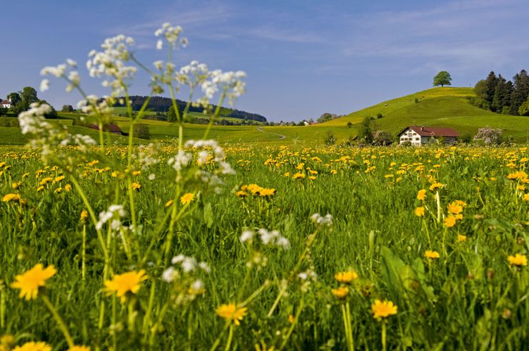 Westallgäuer Idylle