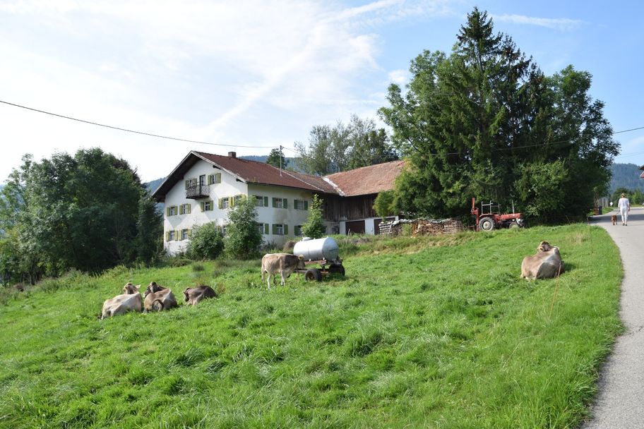Alter Bauernhof mit Jungvieh im Weiler Wörth