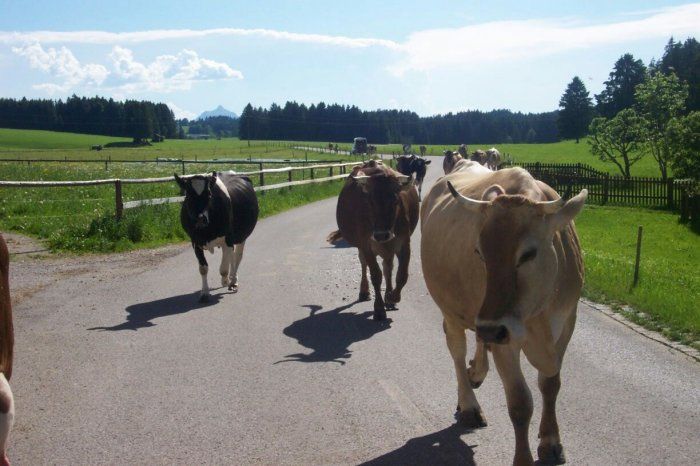 Unsere Kühe auf dem Heimweg