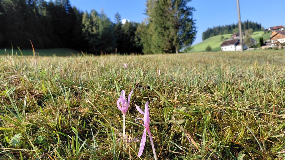 Im Herbst blühen auf den Feuchtwiesen die giftigen Herbstzeitlosen