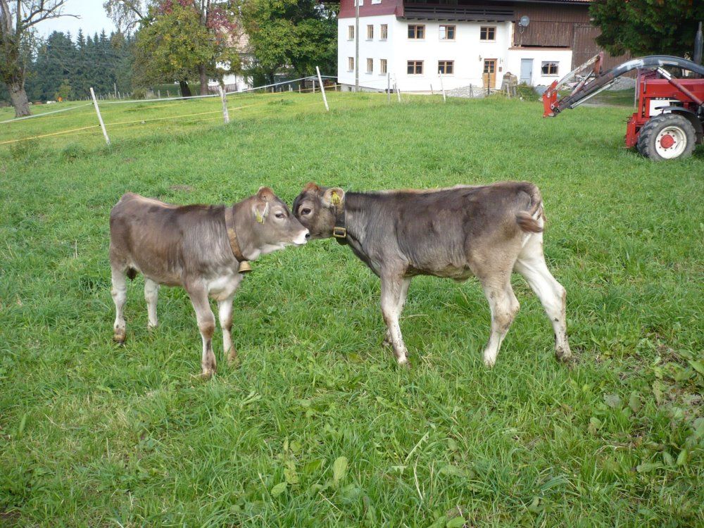 Kälber 1