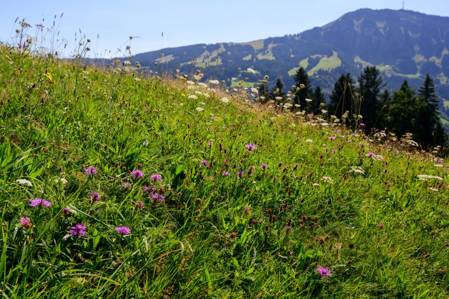 Auf den Falkenstein - alte Wälder und weite Blicke