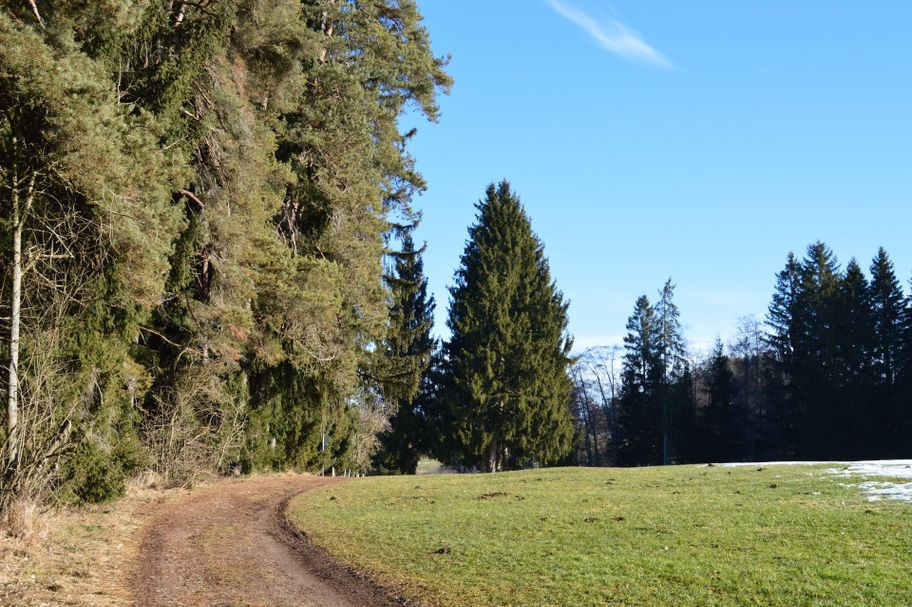 Wanderweg um den Elbsee