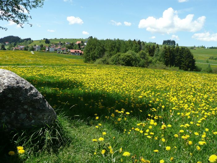 Löwenzahnblüte im Allgäu