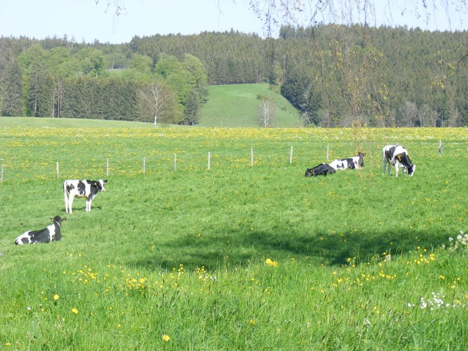 Glückliche Kühe