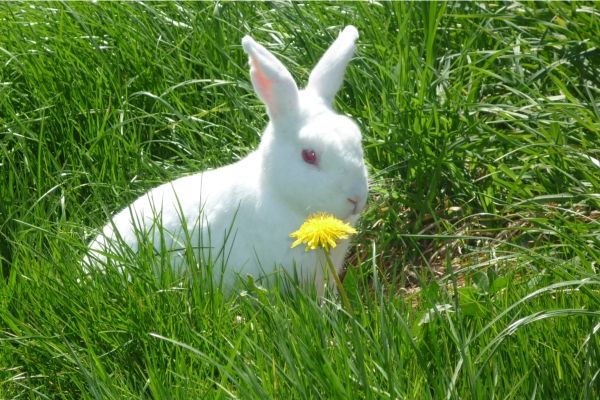 Die Hasen freuen sich im Frühling auf den Löwenzahn
