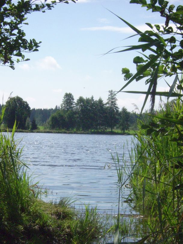 Blick auf Brunner Weiher