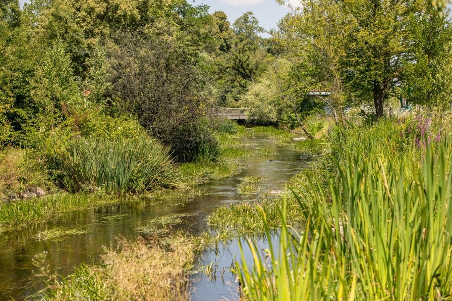 Die Wurzacher Ach im Sommer