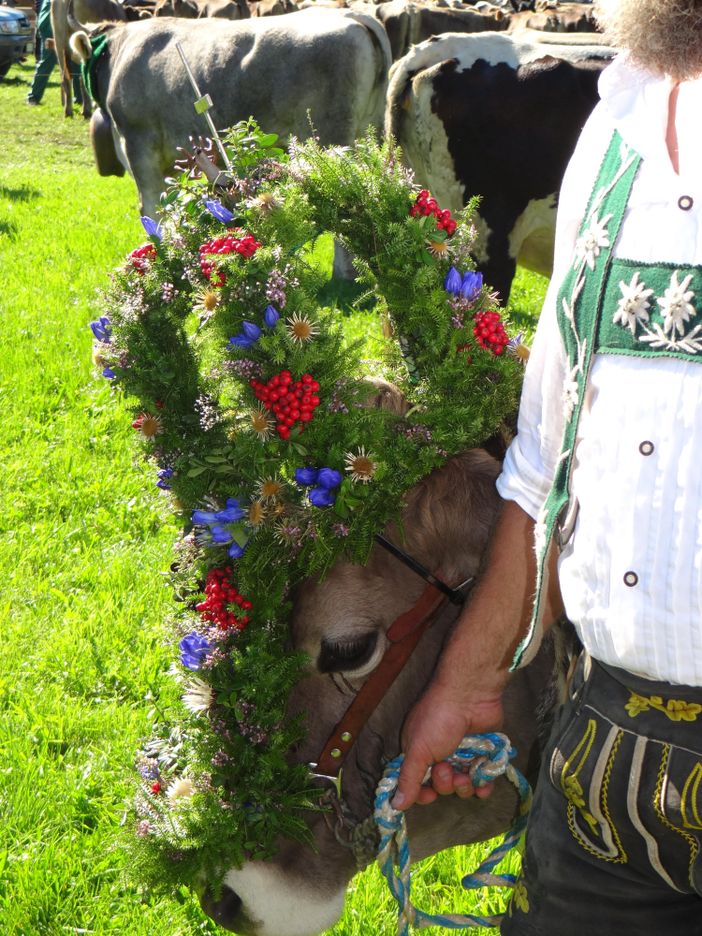 Viehscheid Kranzkuh