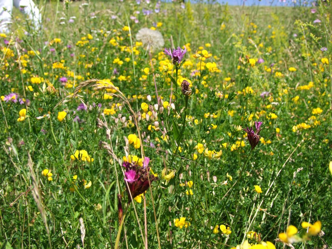 Blumenwiese