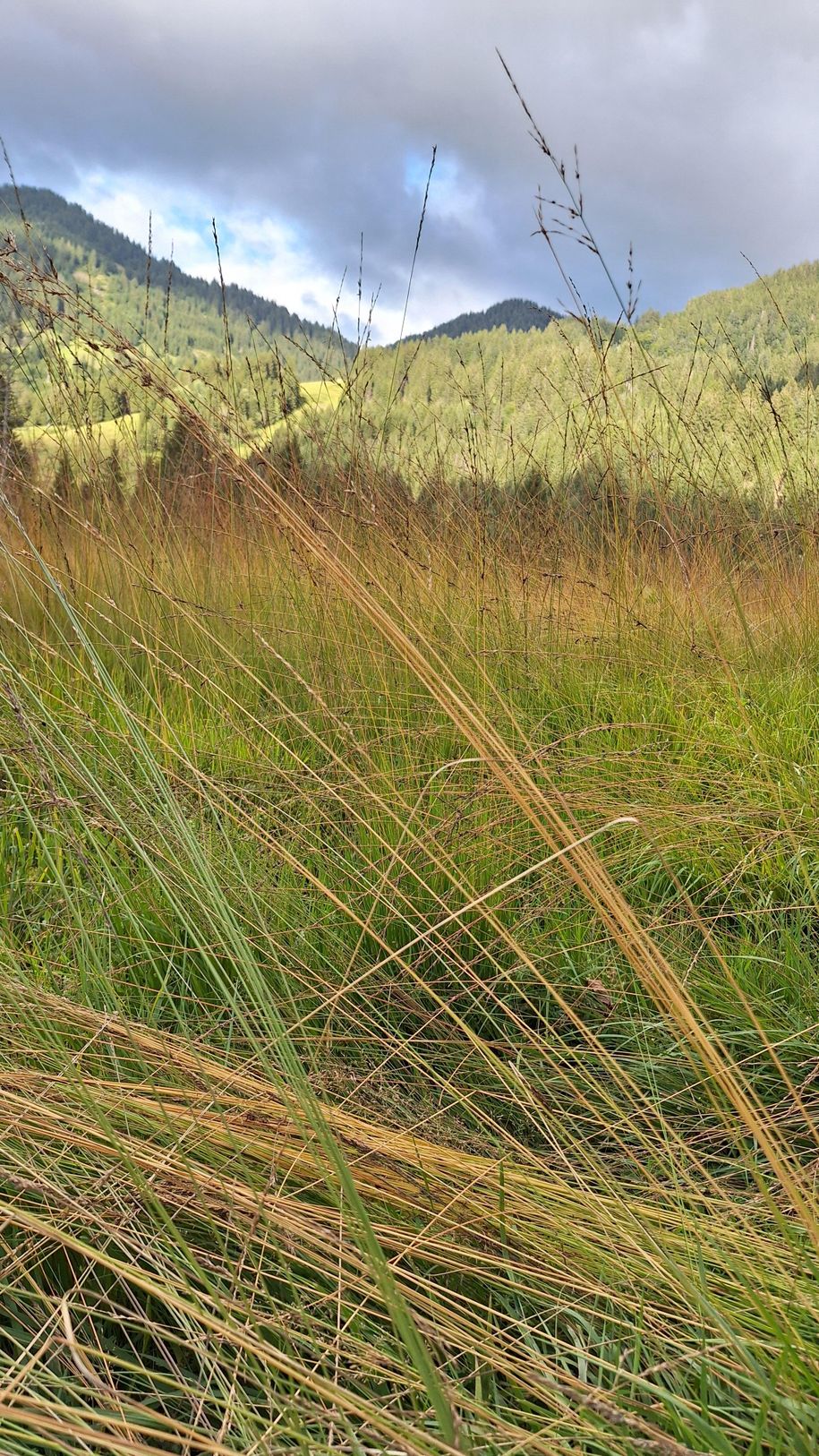 Moorweg-Balderschwang