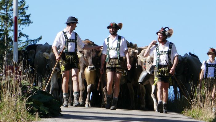 Viehscheid Mittelalpe 2019