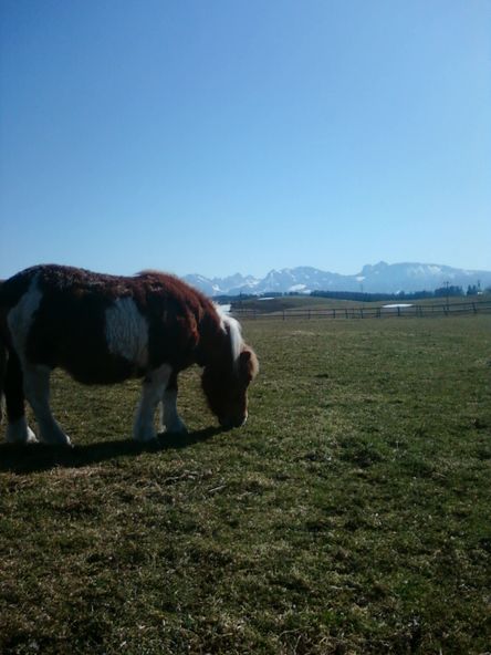 Amadeus auf der Wiese