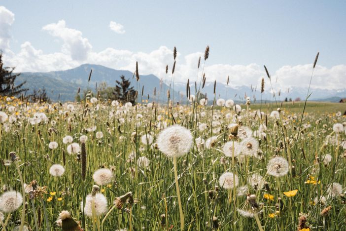 42 Pusteblumen