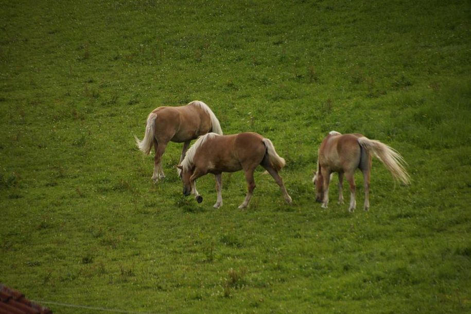 Pferde auf der Allgäuer Weide