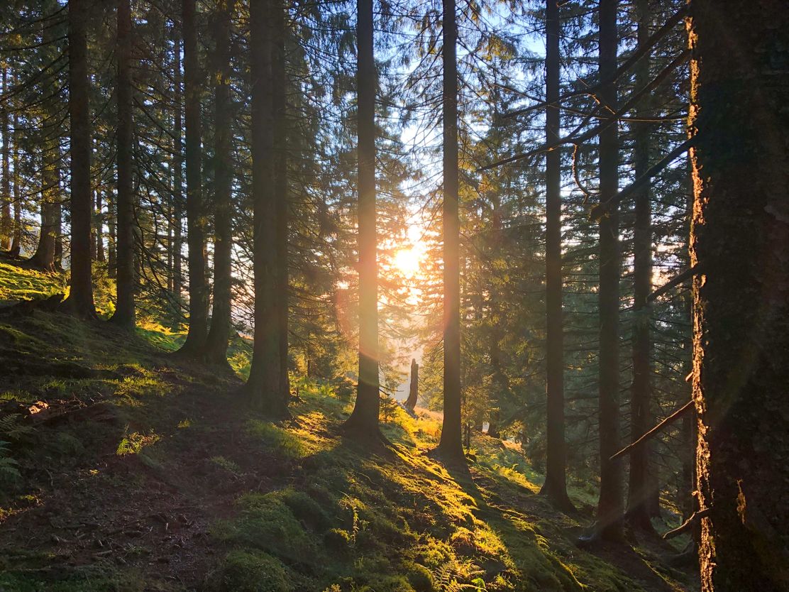 Führung Wald