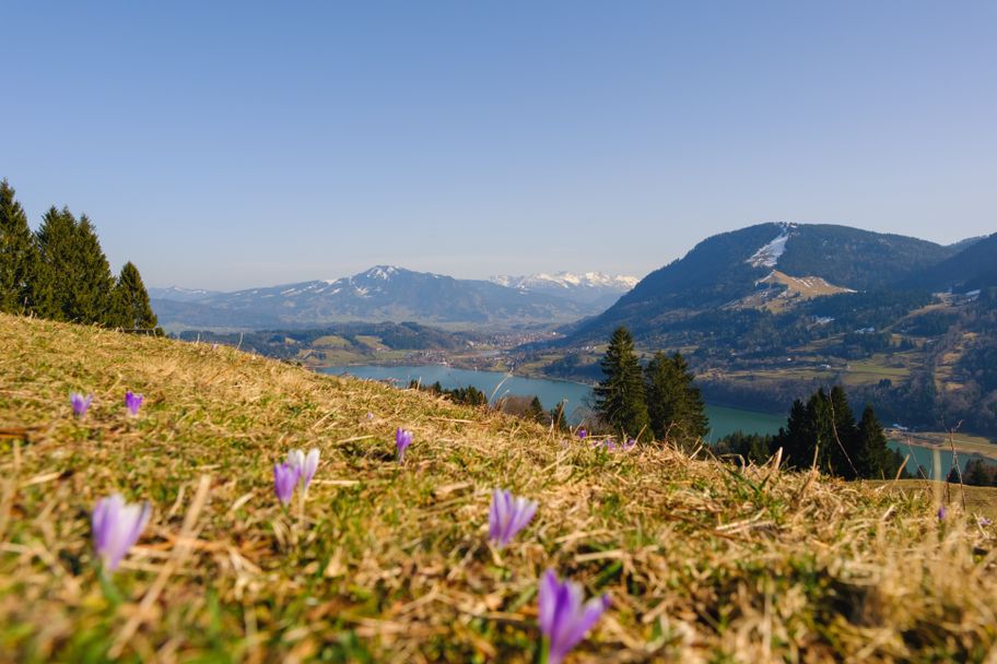 Erste Krokusse über dem Alpsee